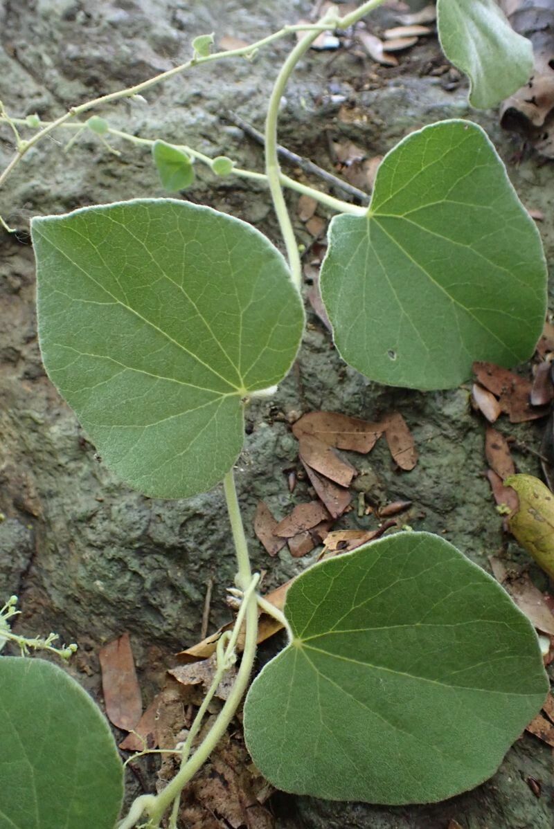 Cissampelos mucronata — related species from the same genus