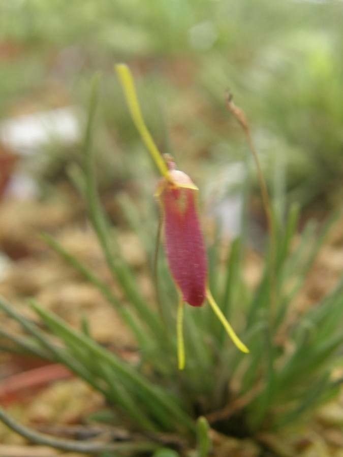 Trisetella triglochin — houseplant care guide