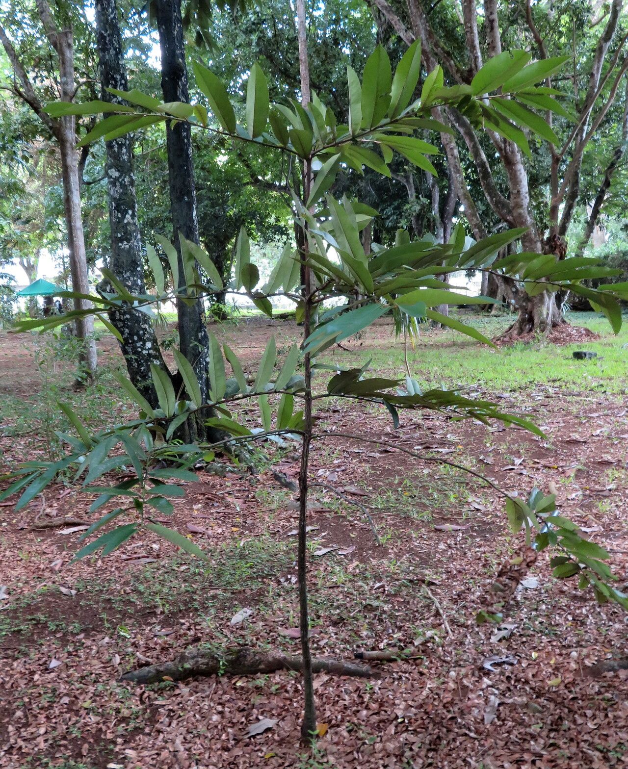 Diospyros philippinensis habit
