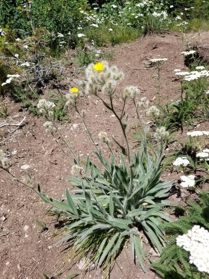 Hieracium scouleri — search result for 'Hieracium'