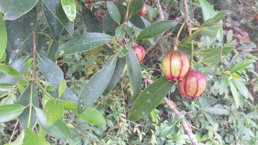 Clusia lanceolata — search result for 'Clusia'