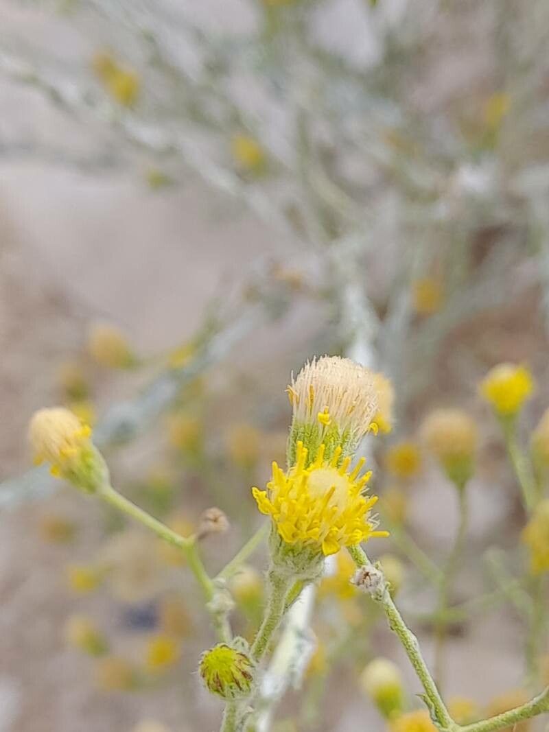 Pulicaria gnaphalodes flower