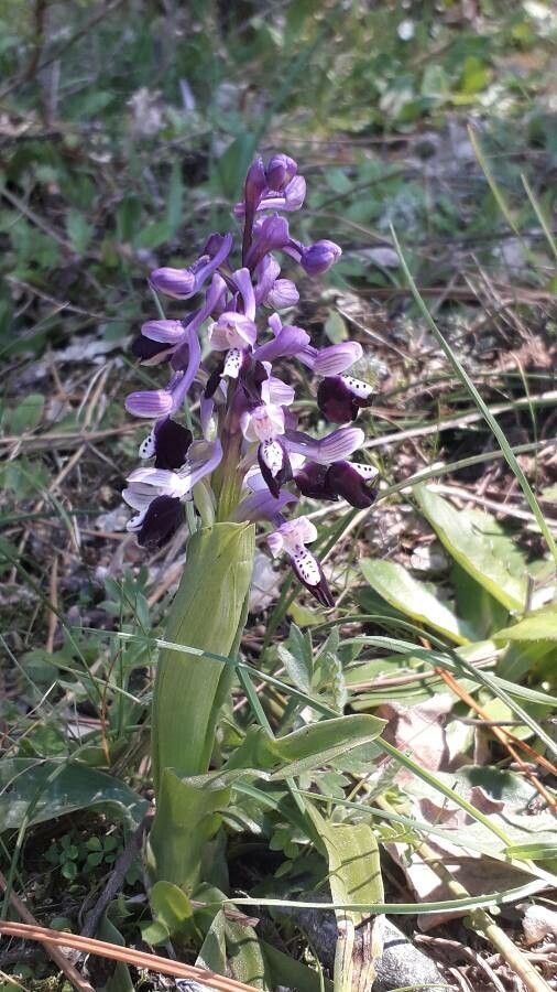 Anacamptis longicornu — search result for 'Anacamptis'