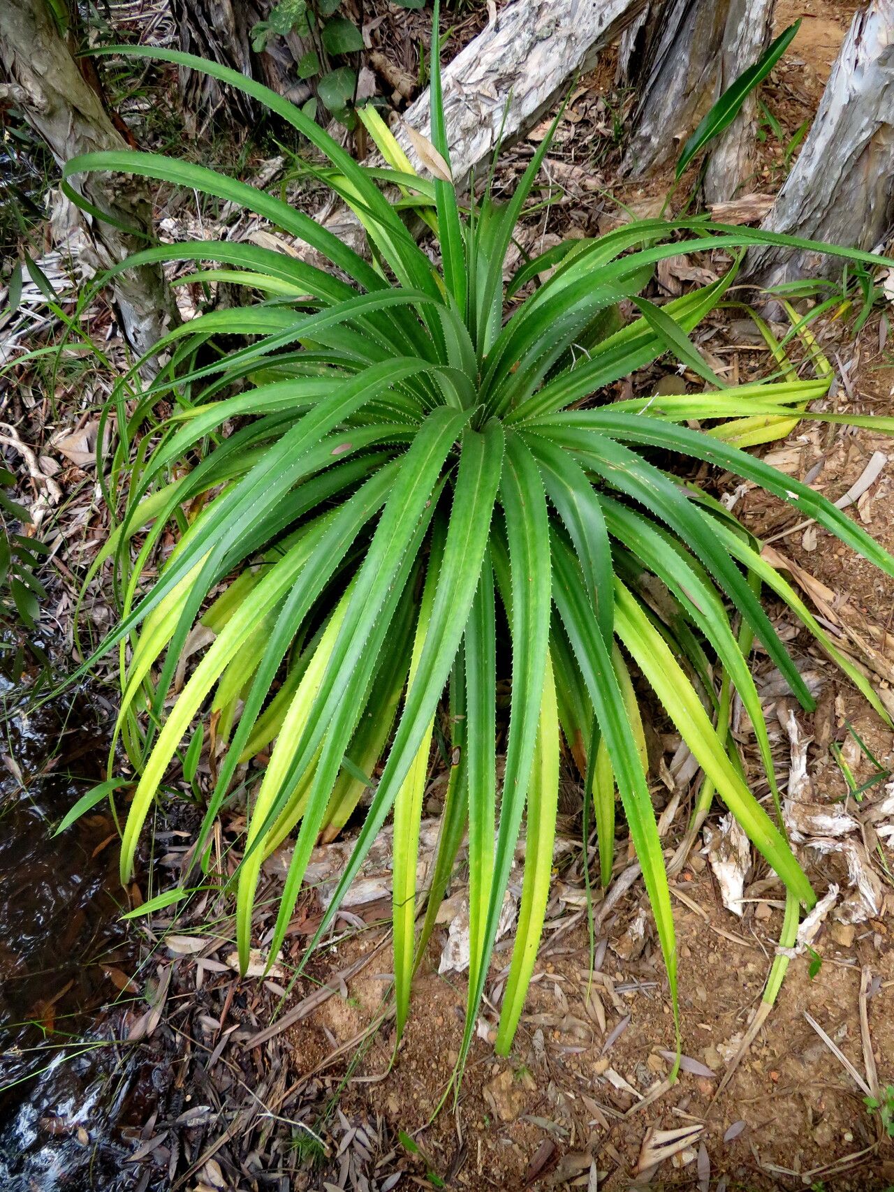 Pandanus livingstonianus habit