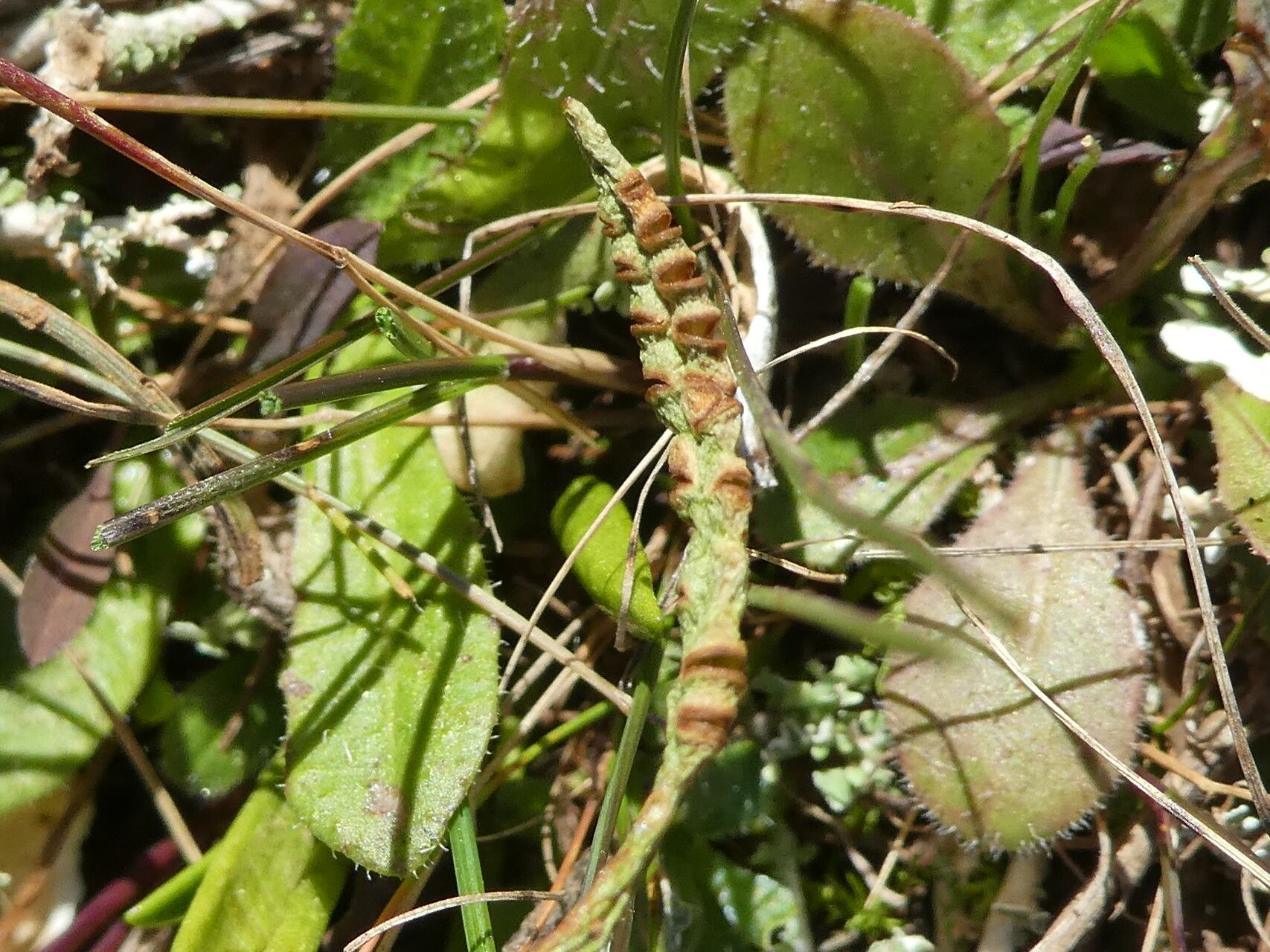 Ophioglossum lusitanicum fruit