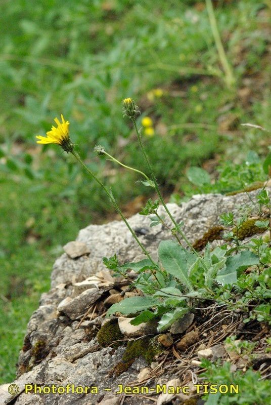 Hieracium cordatum habit