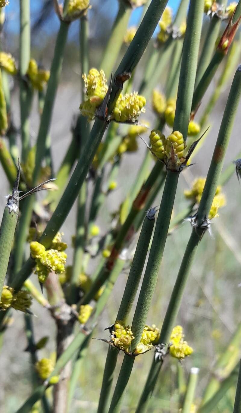 Ephedra ochreata — search result for 'Ephedra'