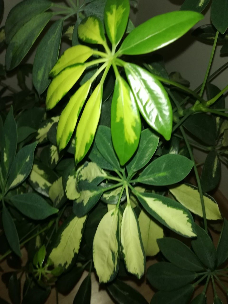 Schefflera abyssinica leaf