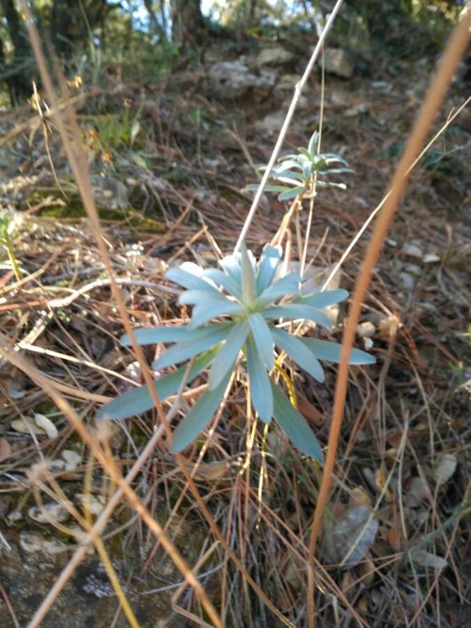 Euphorbia esula — search result for 'Germany'