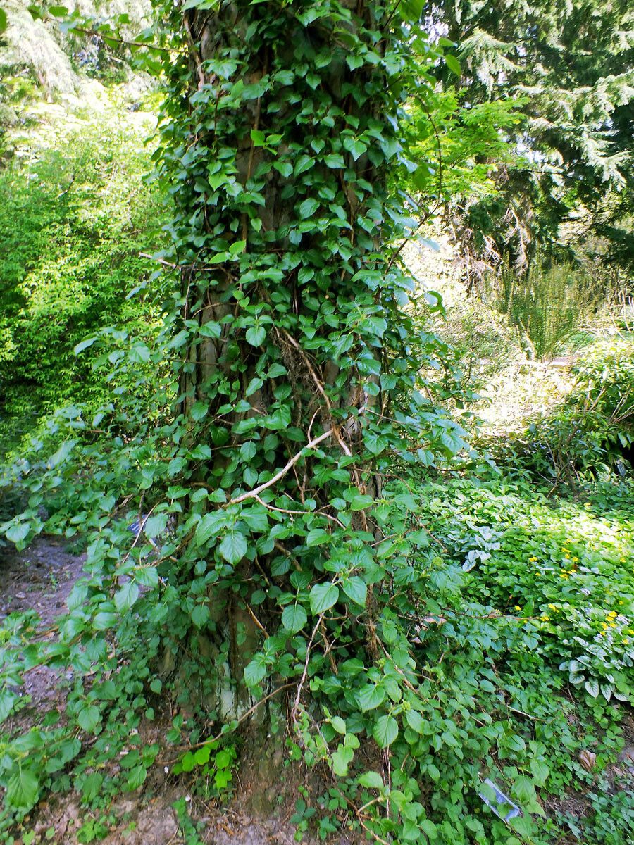 Hydrangea anomala habit