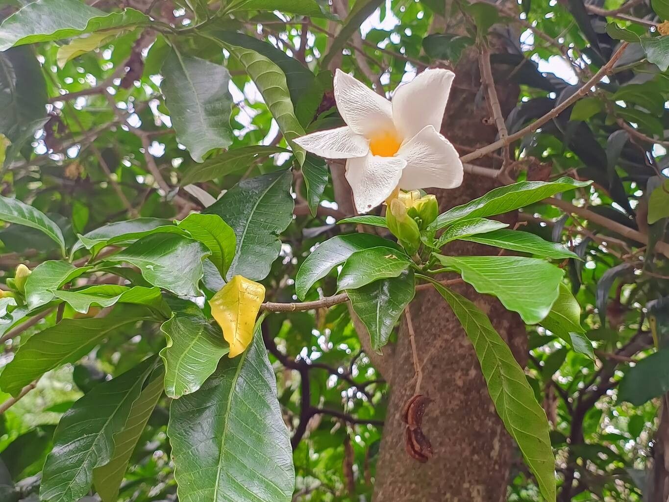 Tabernaemontana litoralis — search result for 'Tabernaemontana'