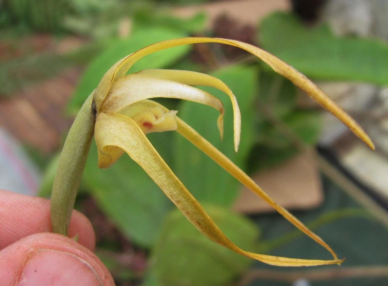 Maxillaria reichenheimiana other