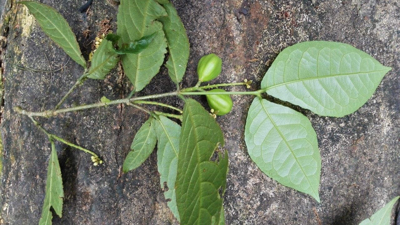 Rinorea deflexiflora leaf