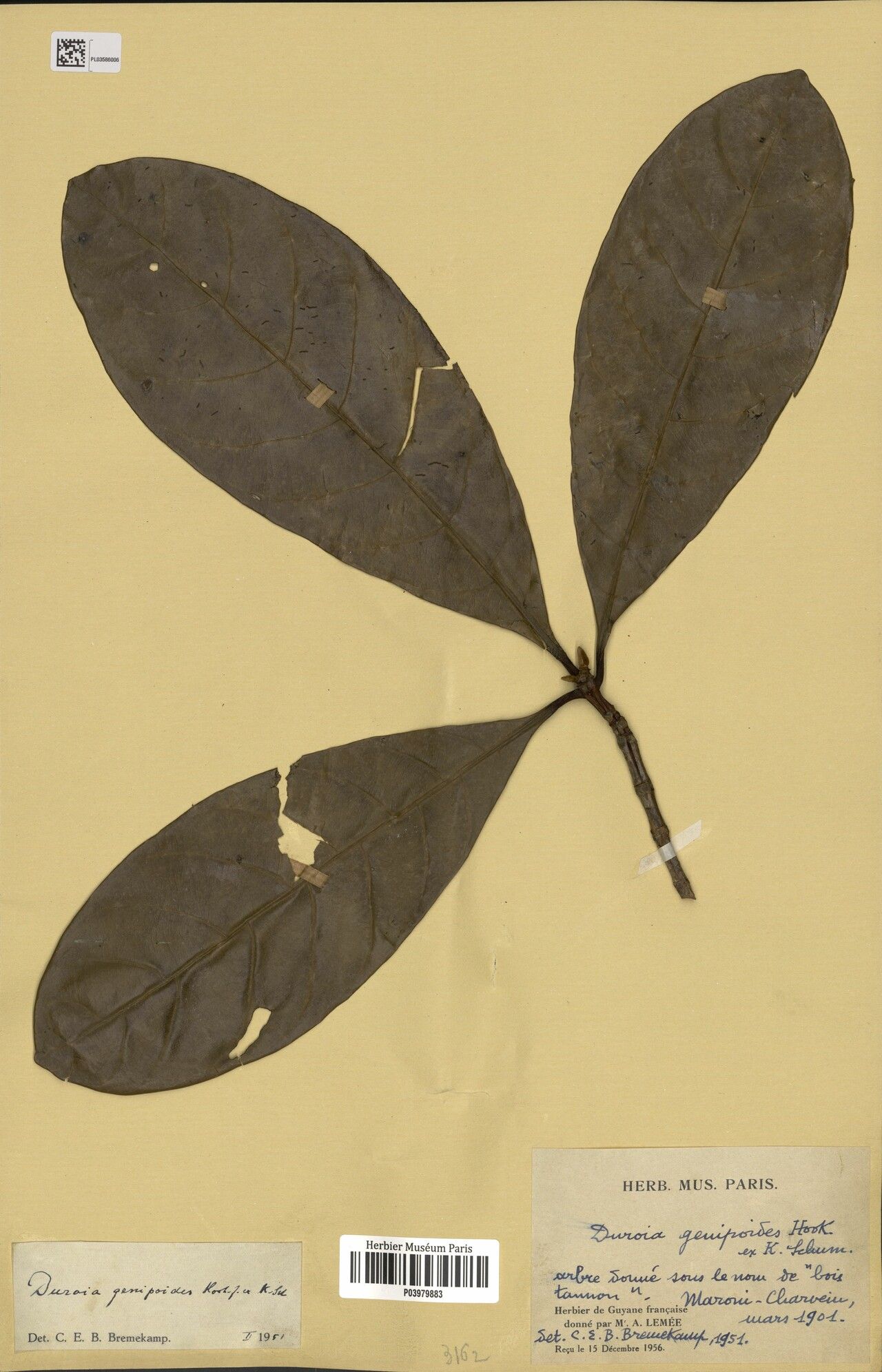 Duroia genipoides — related species from the same genus