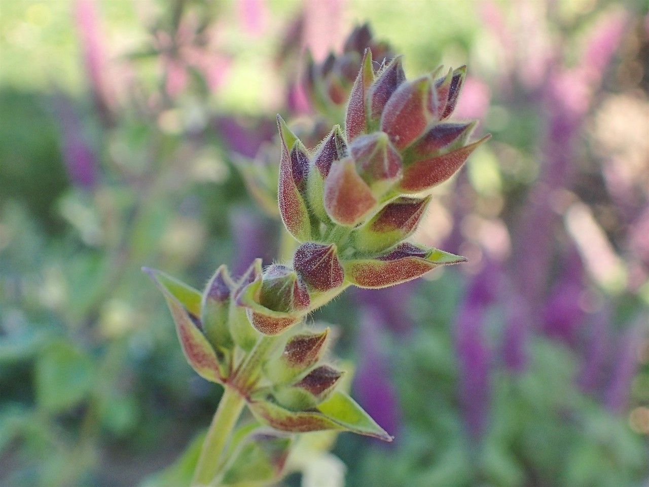 Teucrium flavum fruit