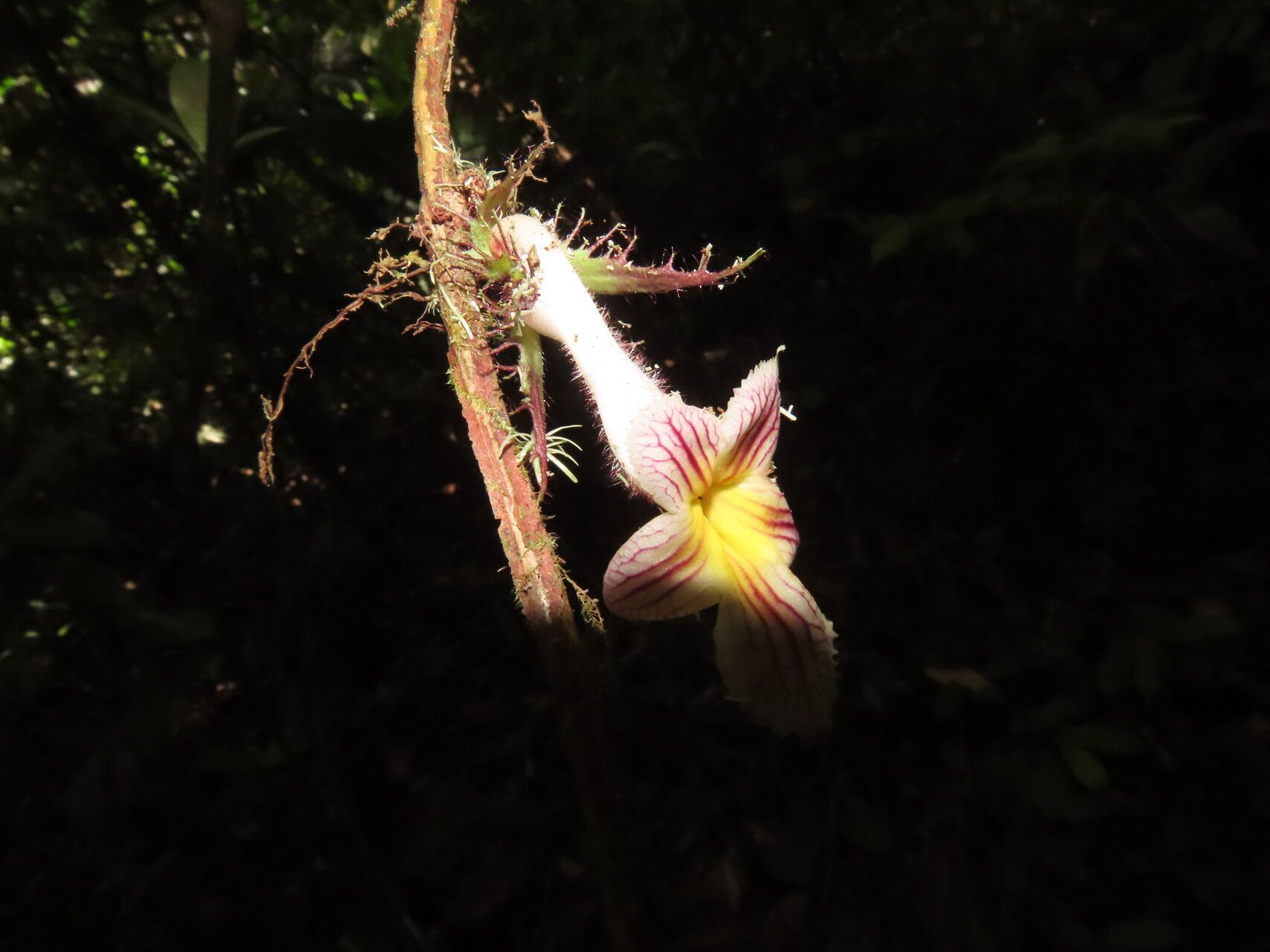 Drymonia rubripilosa flower