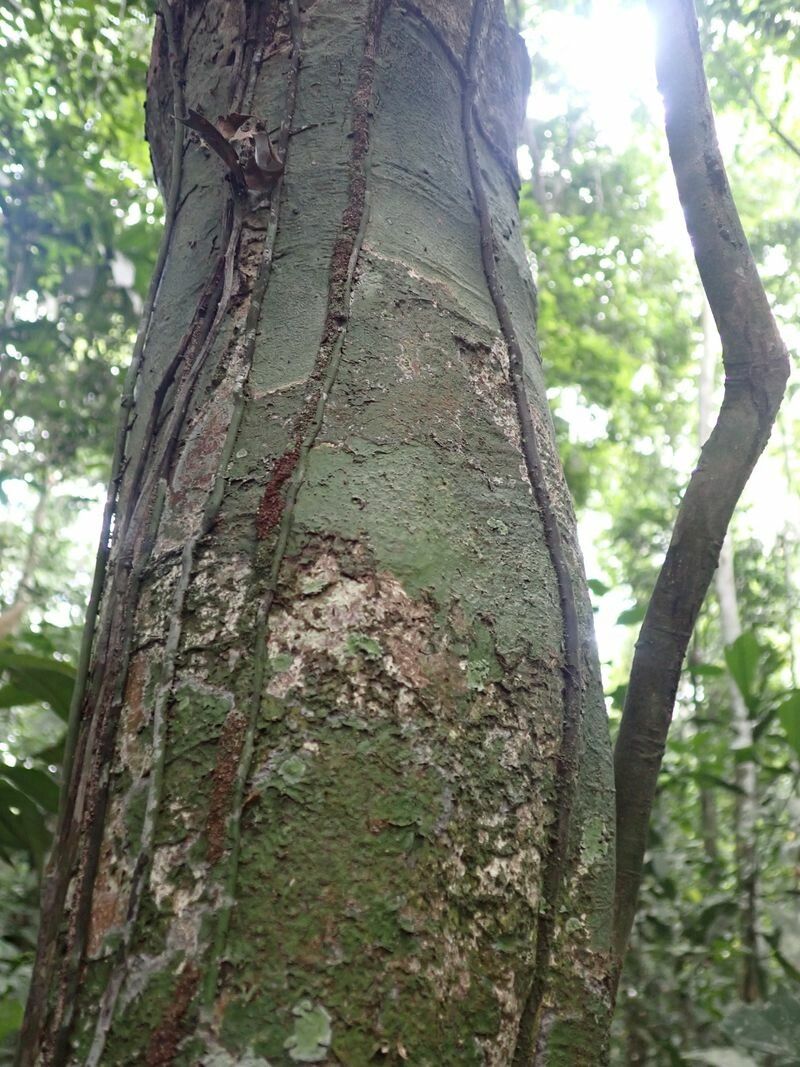 Synsepalum seretii bark