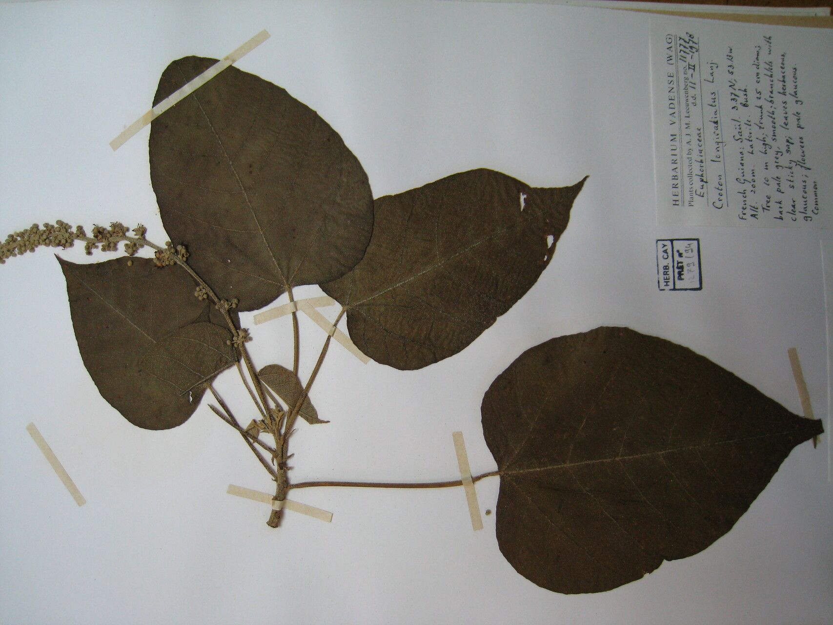 Croton draconoides other