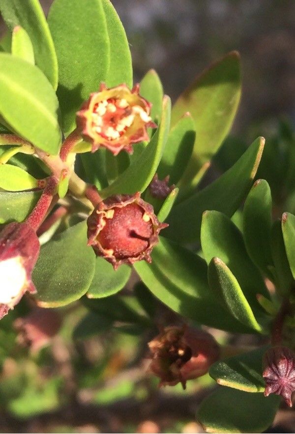 Pemphis acidula fruit