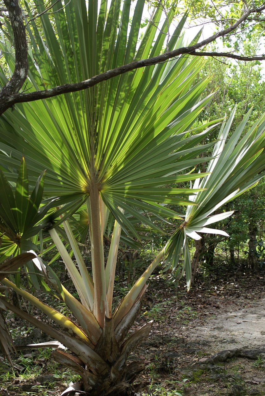 Latania loddigesii habit