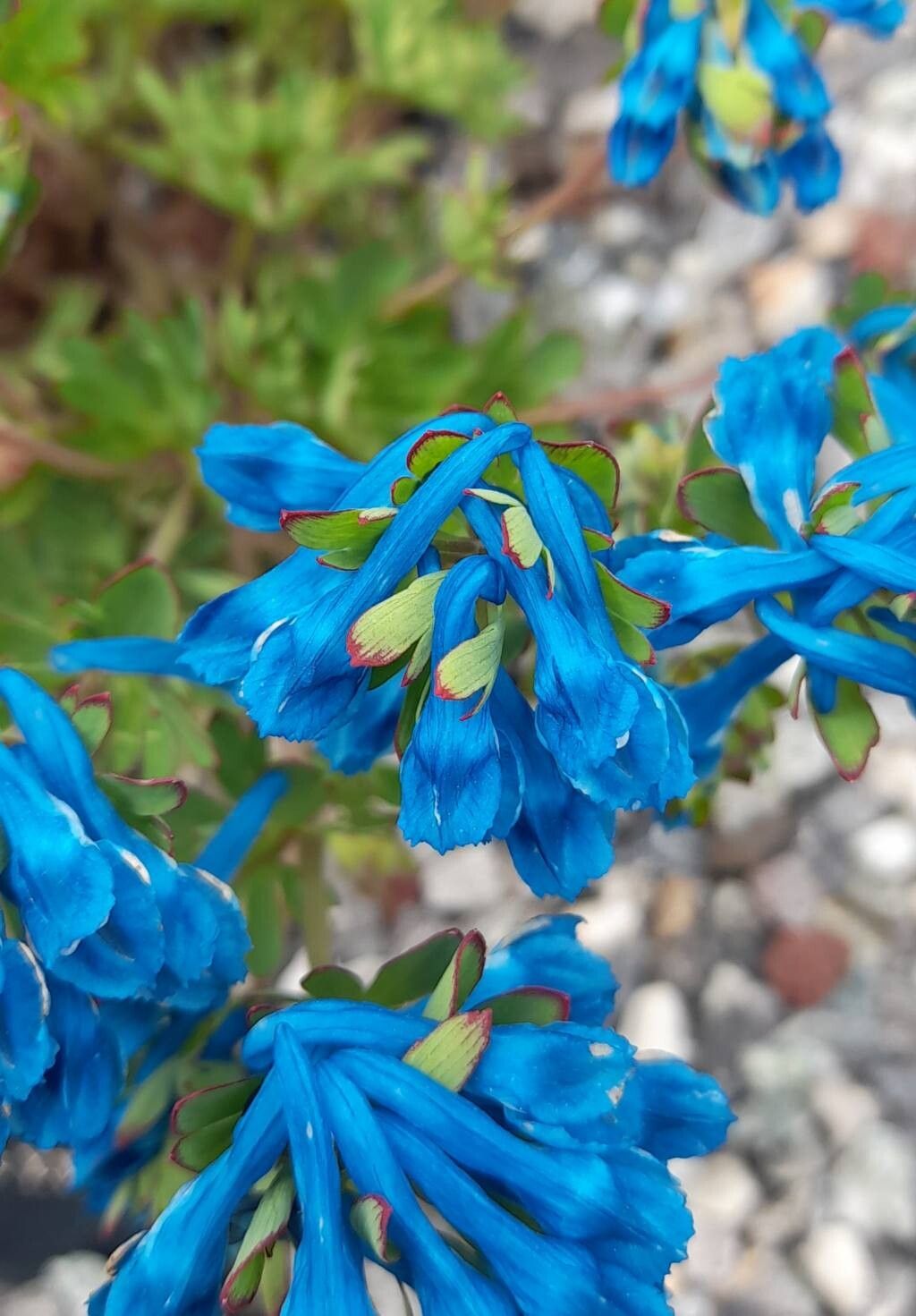 Corydalis panda flower