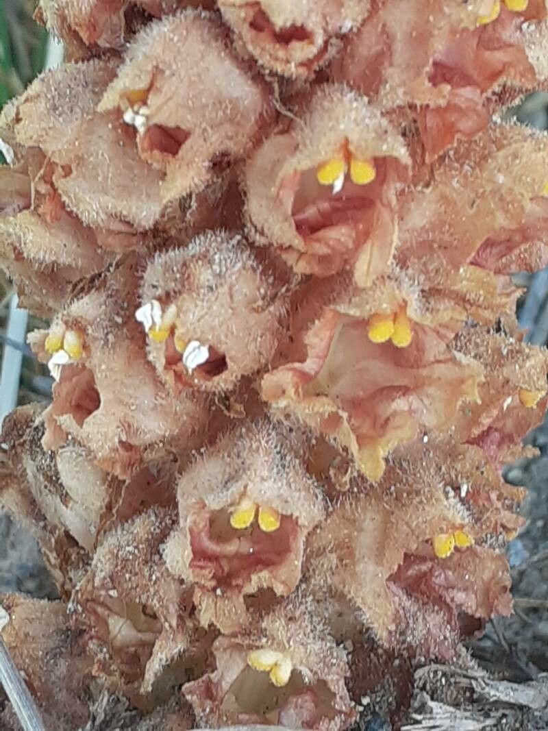 Orobanche rapum-genistae flower