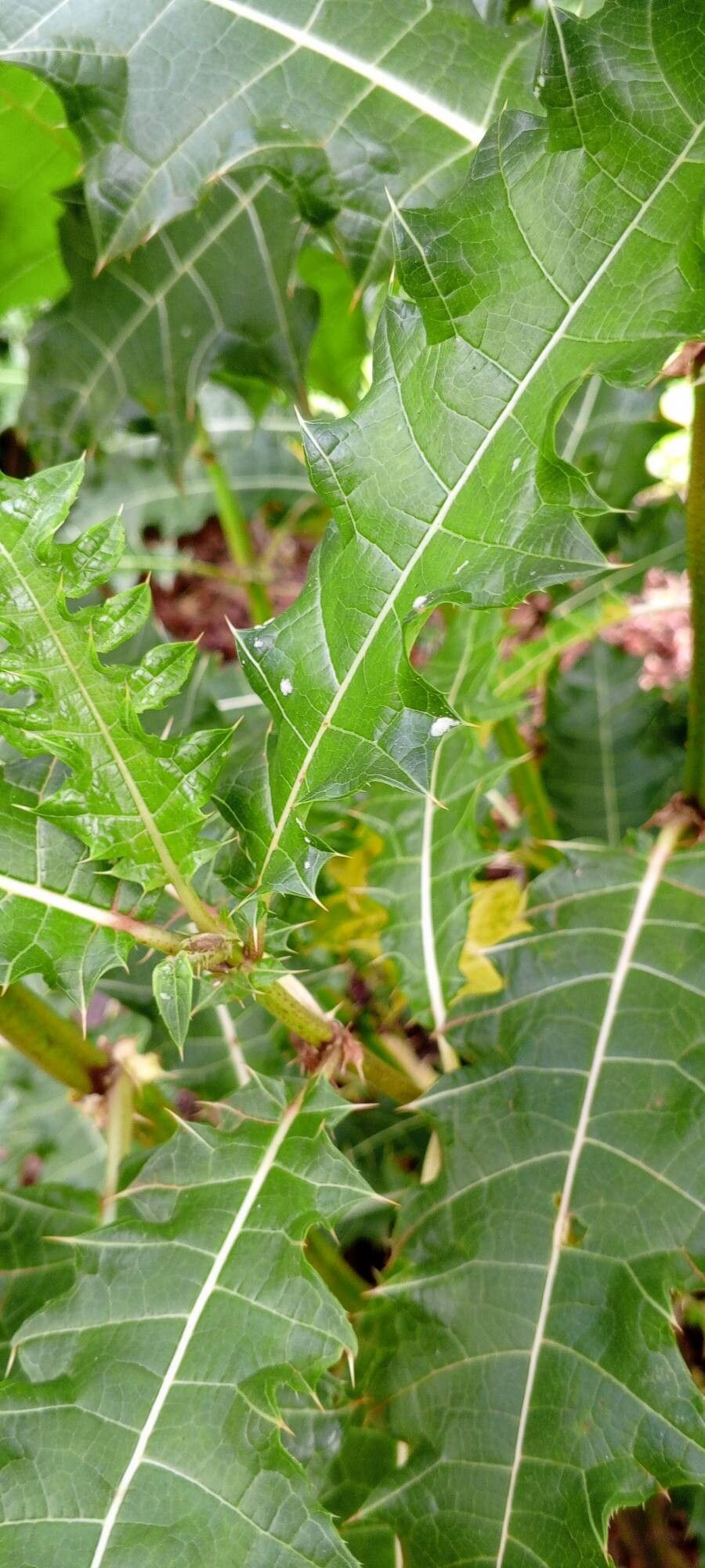 Aeollanthus pubescens — houseplant care guide