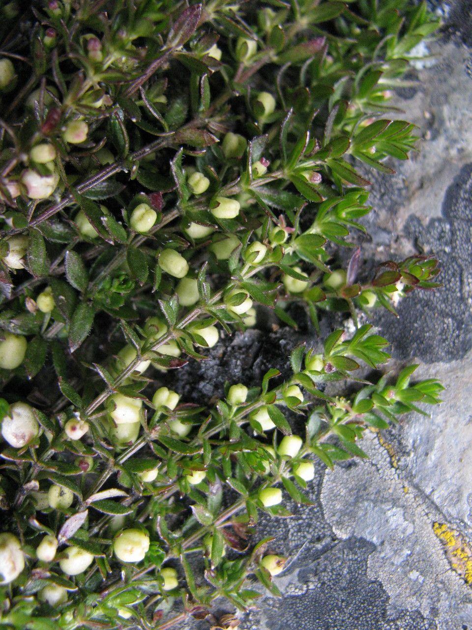 Galium corymbosum — houseplant care guide