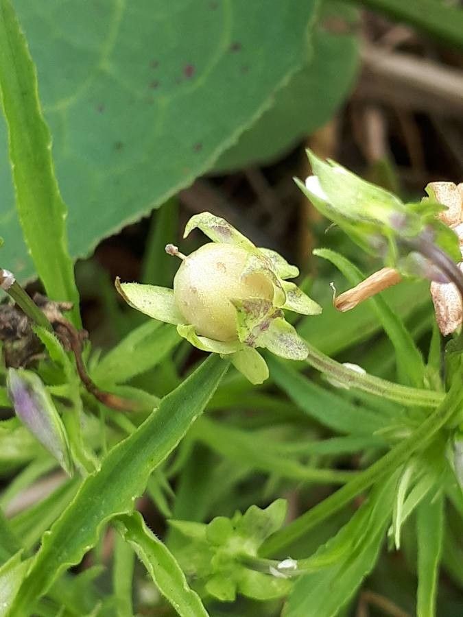 Viola arvensis fruit