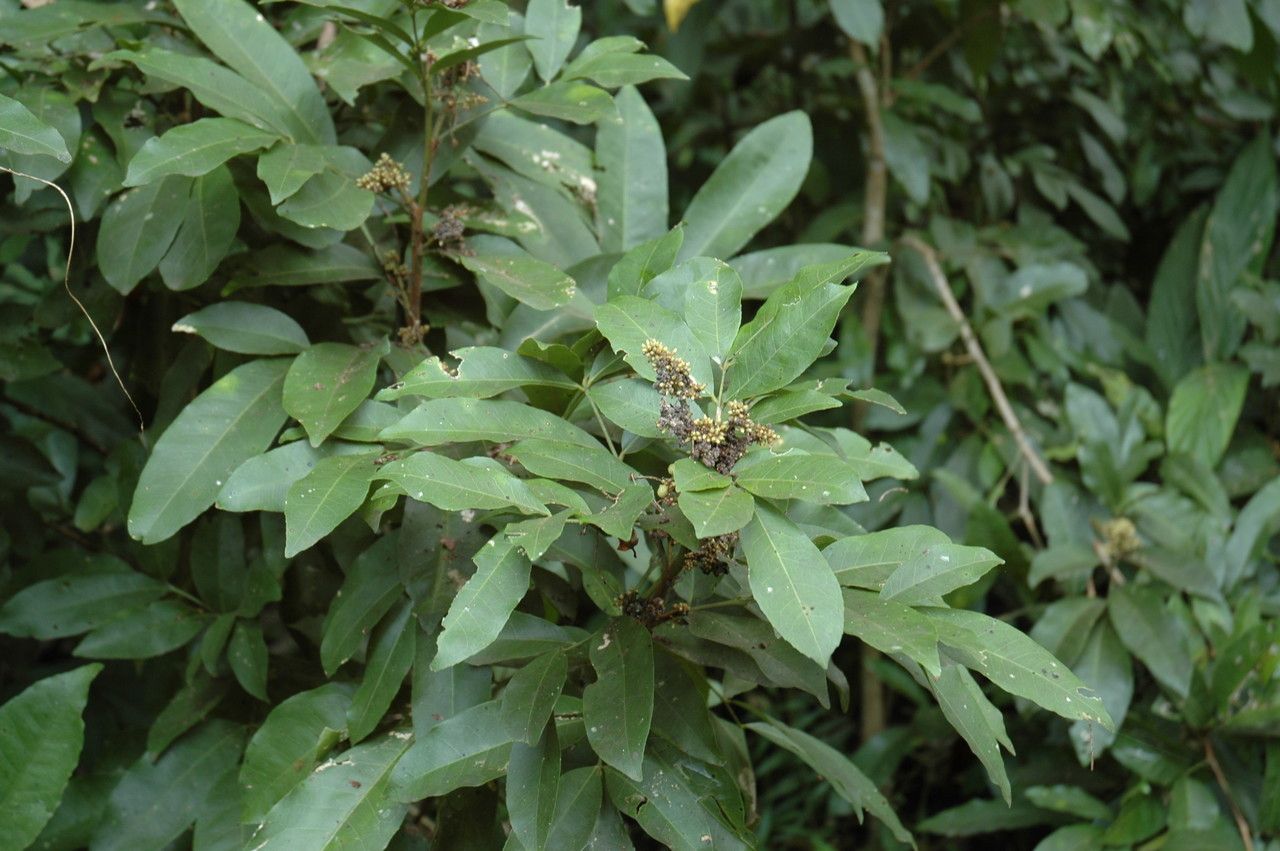 Glycosmis pentaphylla — search result for 'Rutaceae'