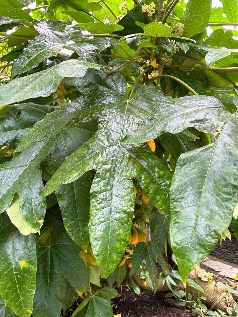 Vasconcellea monoica — houseplant care guide