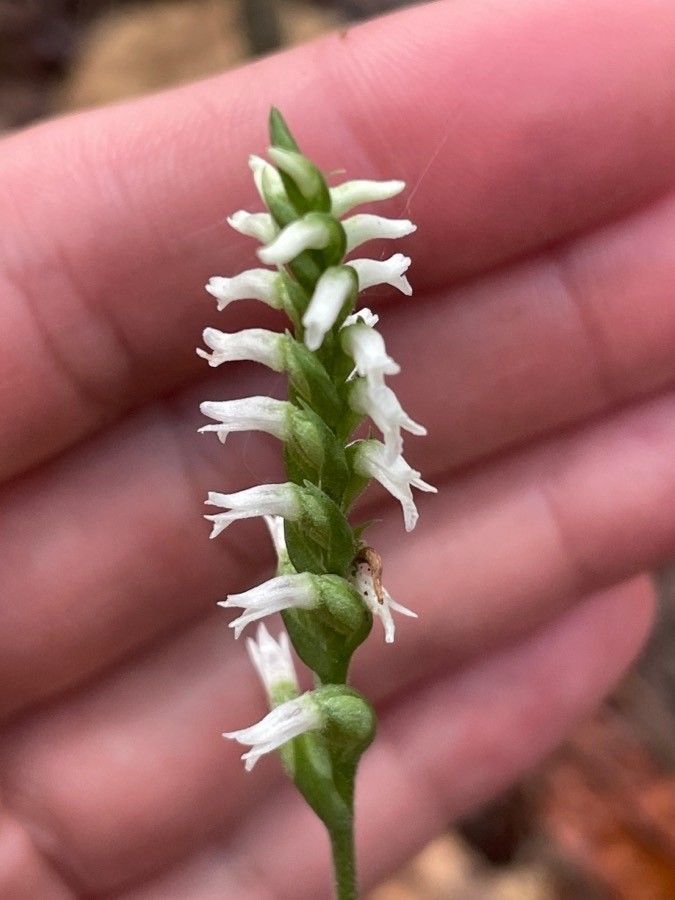 Spiranthes ovalis — search result for 'Woodlands of eastern North America'