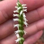 Spiranthes ovalis