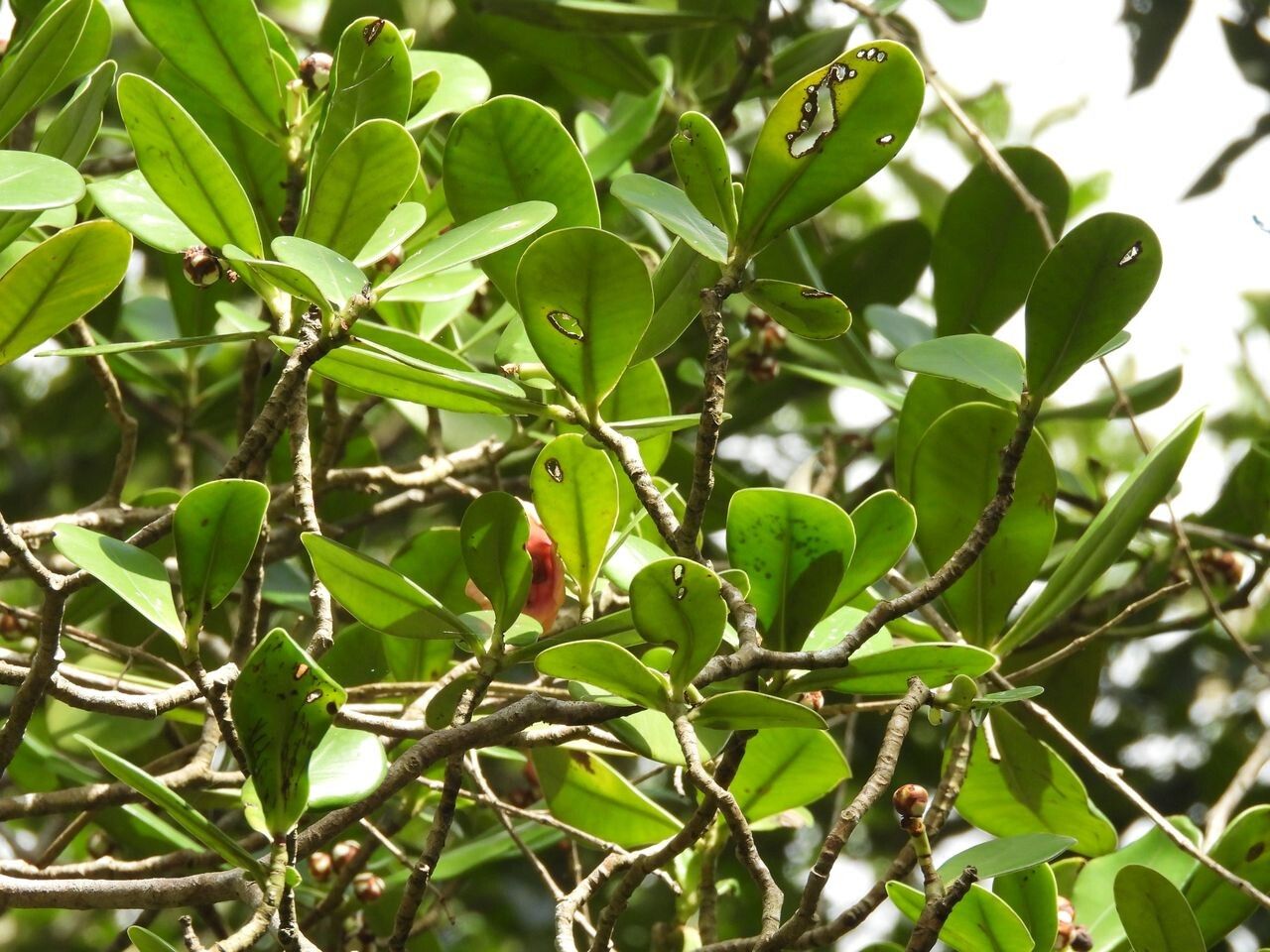 Clusia leprantha — search result for 'Clusia'