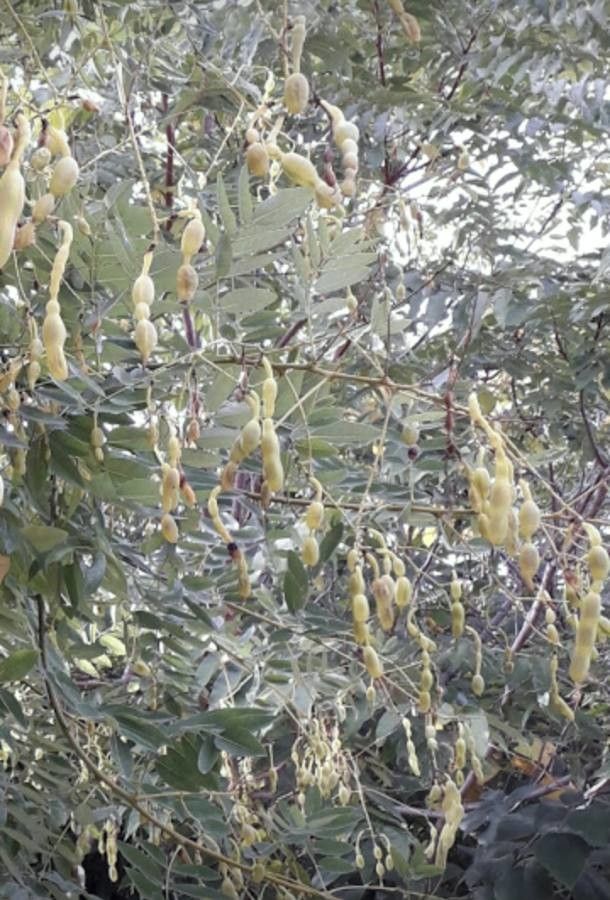 Sophora japonica fruit
