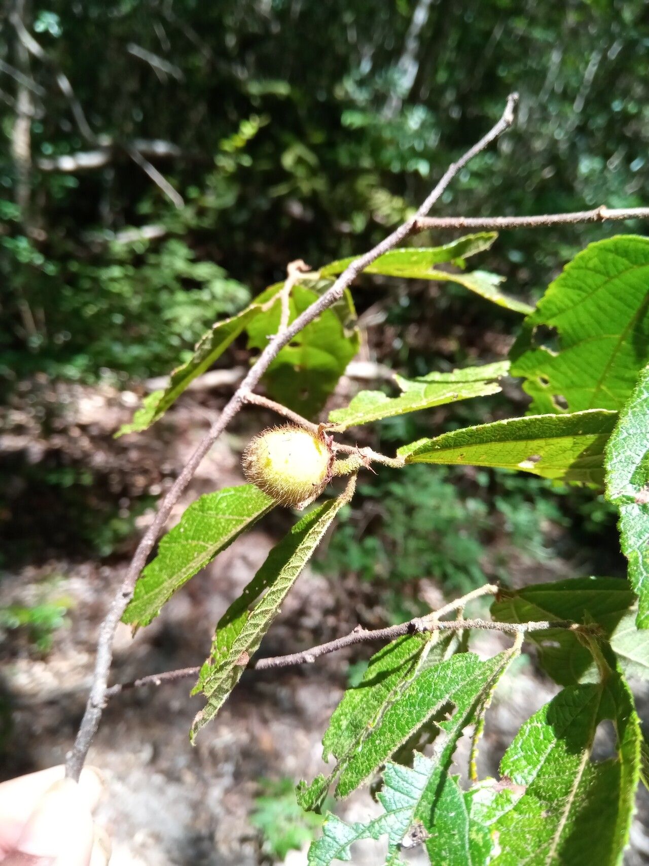 Grewia pervillei fruit