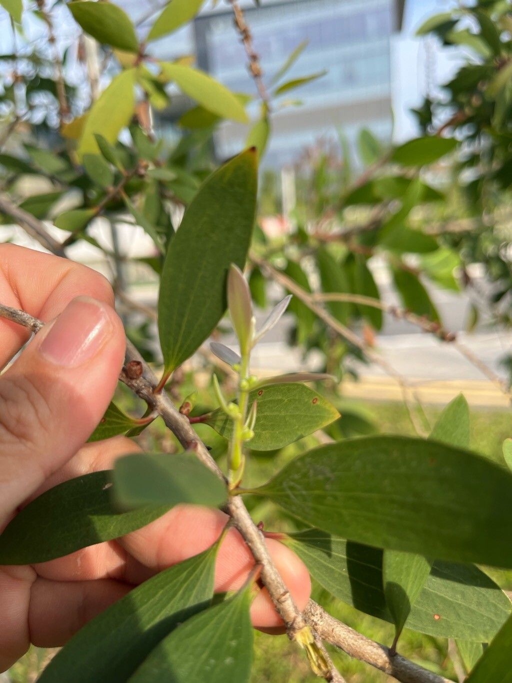 Melaleuca cajuputi — houseplant care guide