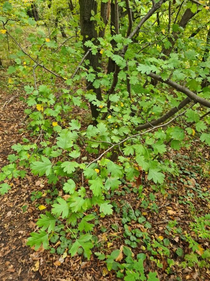 Crataegus marshallii leaf