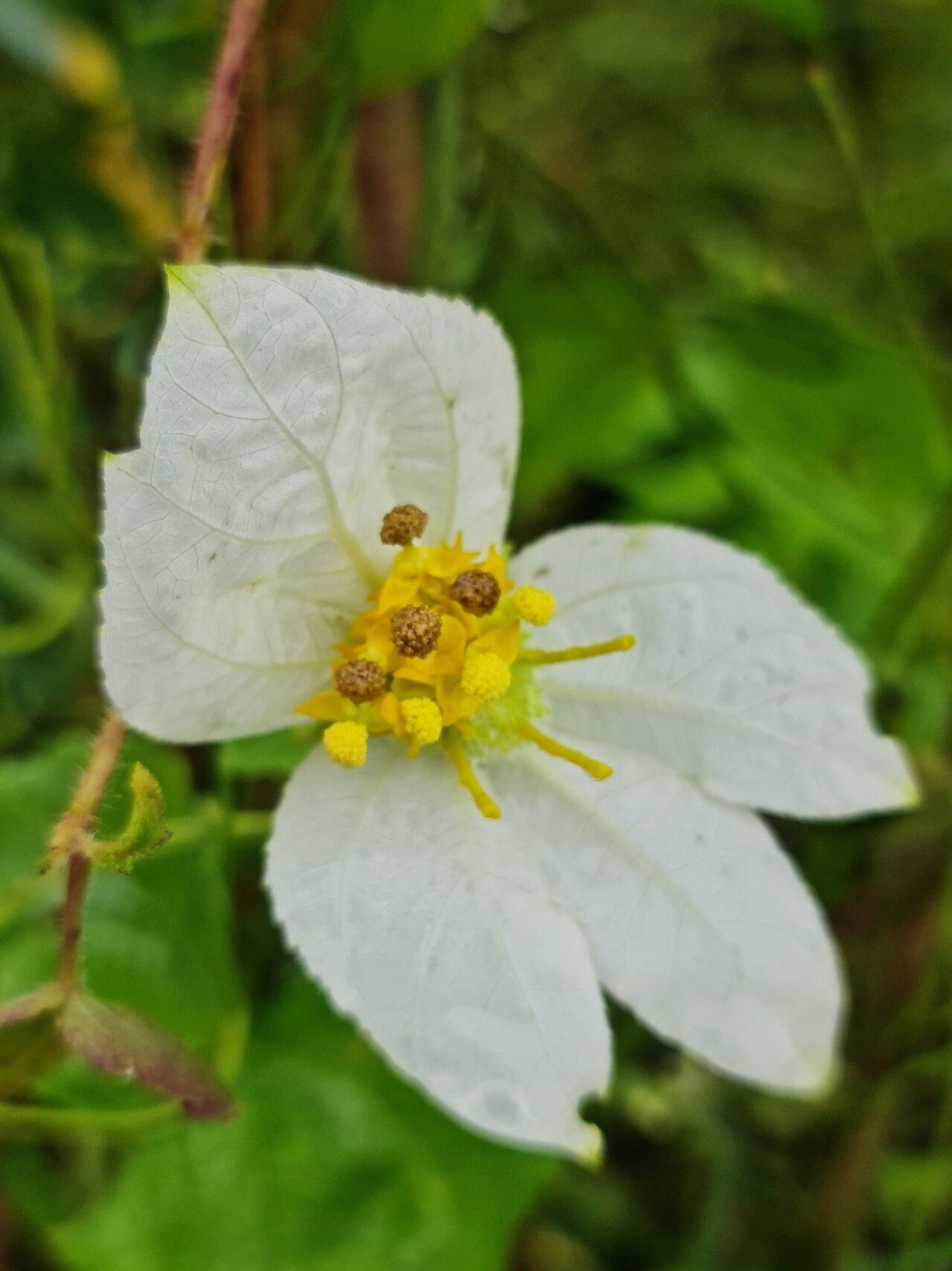Dalechampia tamifolia flower