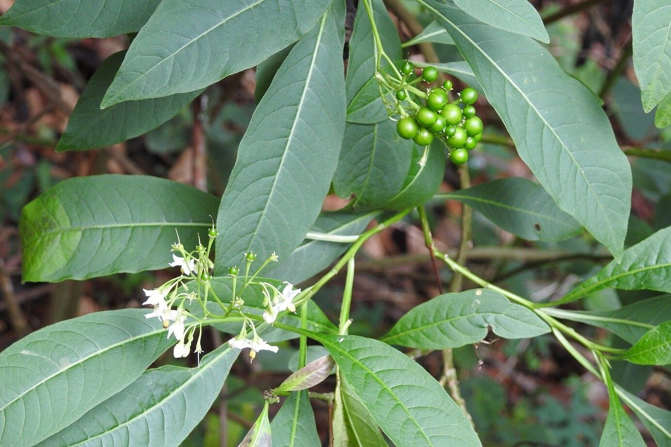 Solanum pubigerum — houseplant care guide