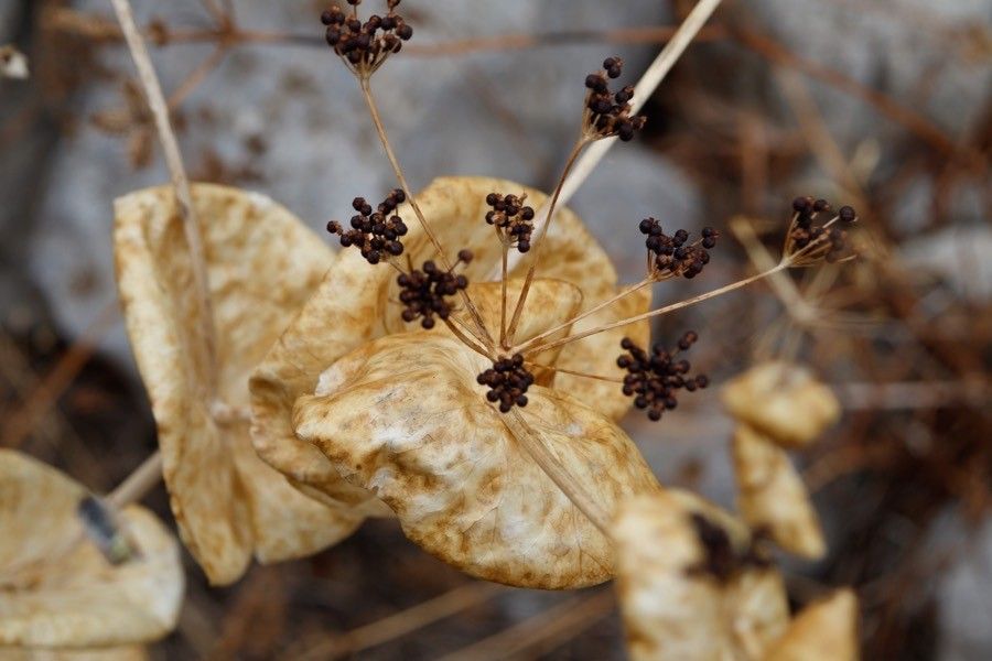 Smyrnium rotundifolium fruit