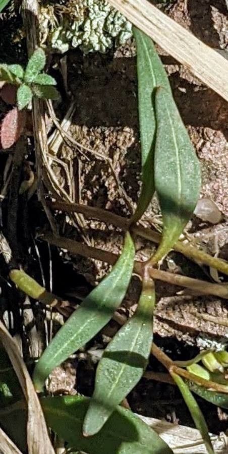 Claytonia rosea — houseplant care guide