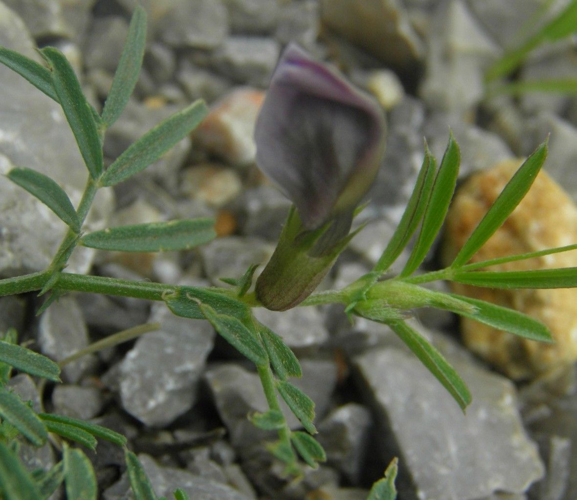 Lathyrus saxatilis habit