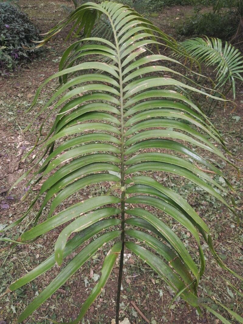 Zamia standleyi — houseplant care guide