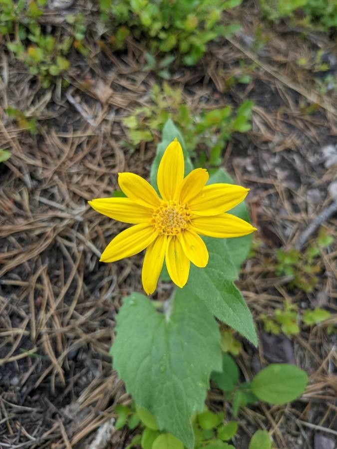 Arnica cordifolia flower