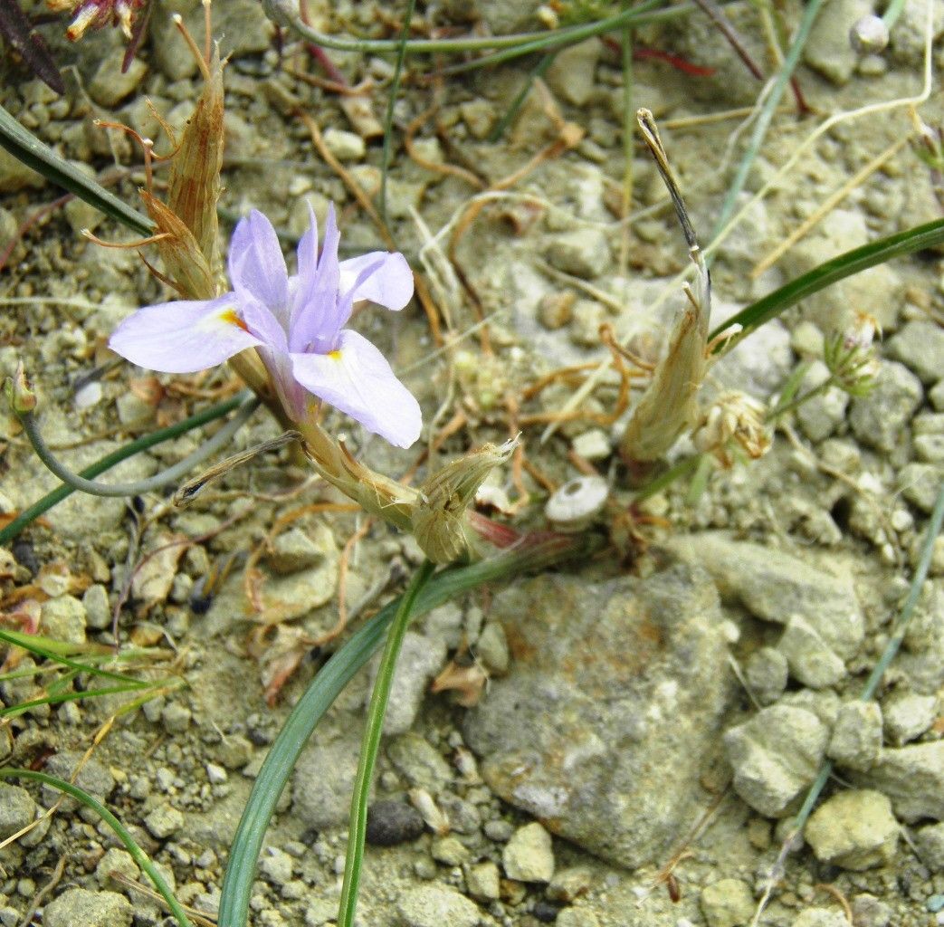Moraea polystachya habit