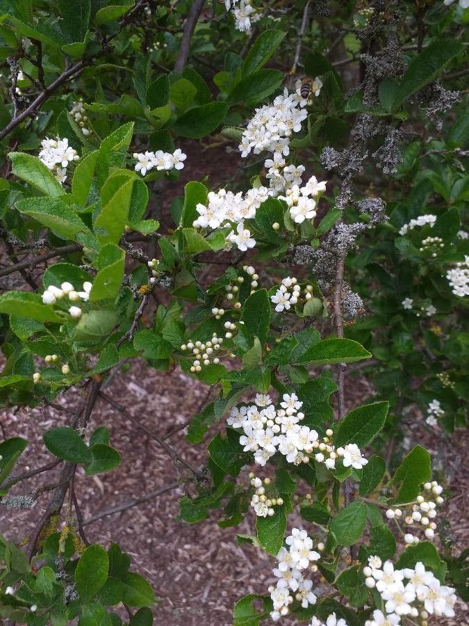 Photinia villosa flower