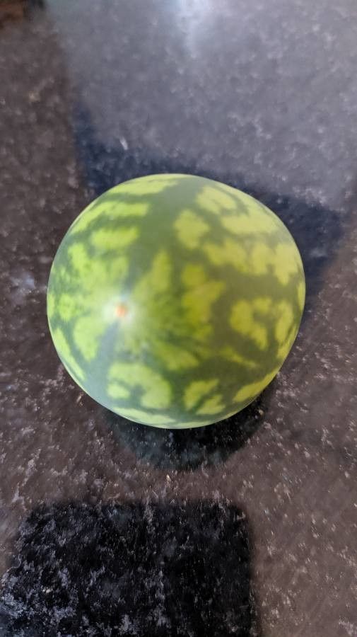 Solanum aculeatissimum fruit