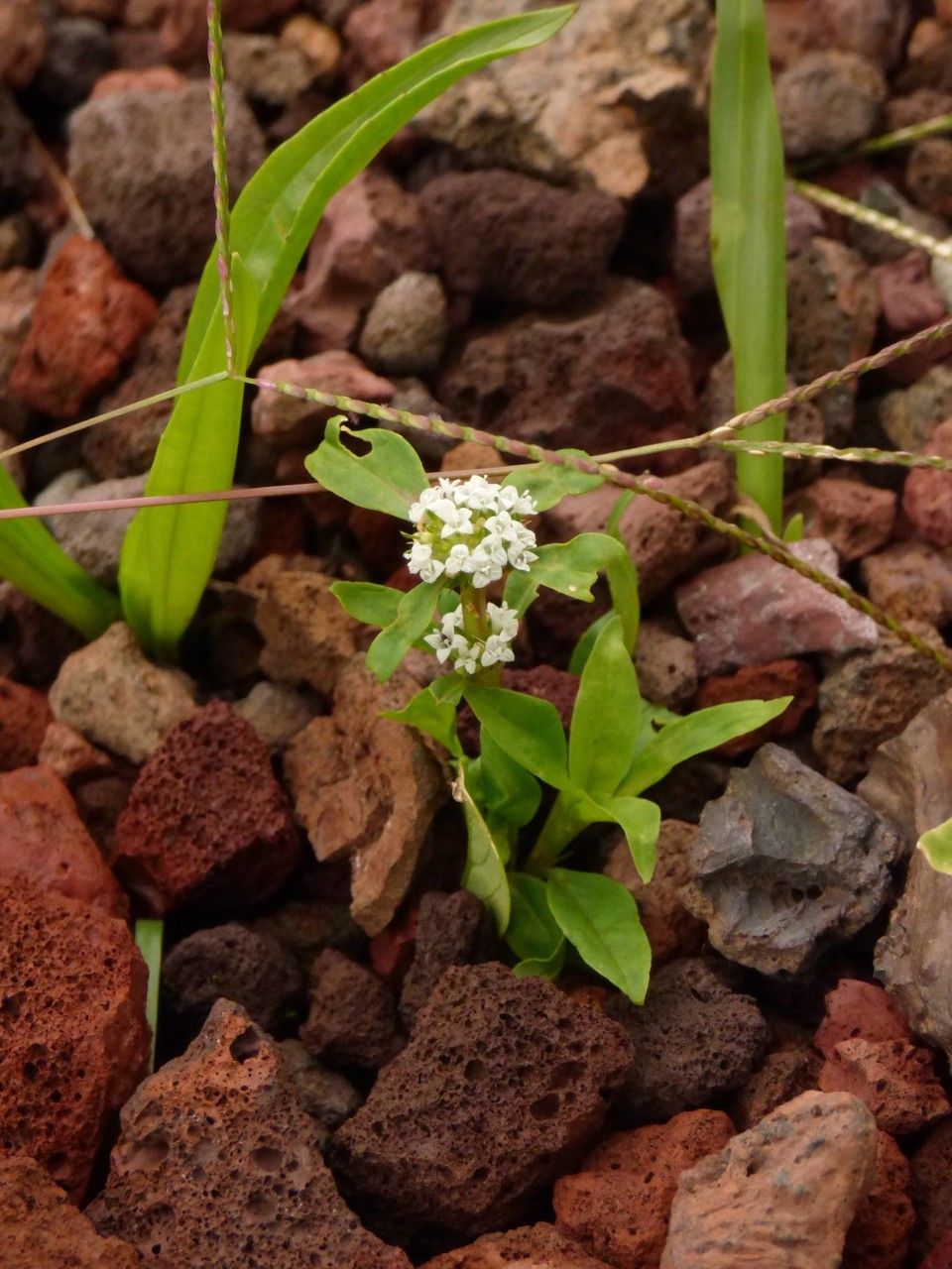 Diodia dasycephala habit