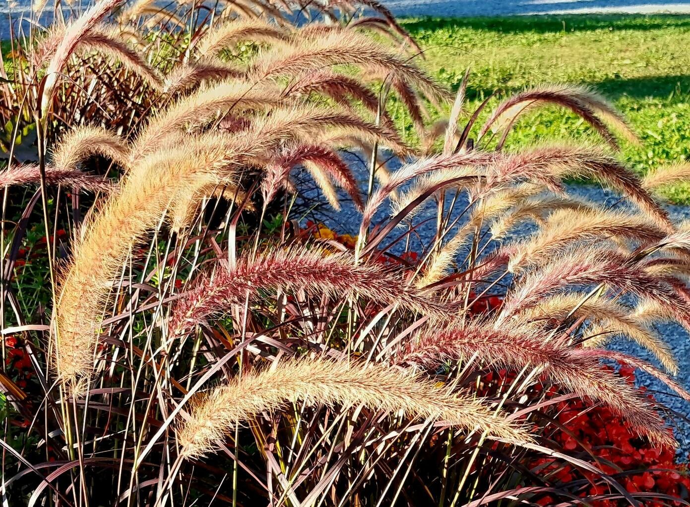 Cenchrus purpureus fruit